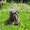 dog, outdoor, grass, wildflowers, bench, greenery, nature, canine, pet, garden, leafy_bushes, relaxed, summer, animal, mammal, flora, resting, daylight, park, peaceful