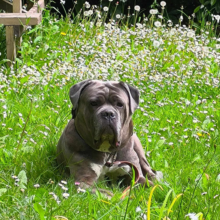 Nash a rejoint le concours — aidez-le/la à gagner de superbes lots ! dog, outdoor, grass, wildflowers, bench, greenery, nature, canine, pet, garden, leafy_bushes, relaxed, summer, animal, mammal, flora, resting, daylight, park, peaceful