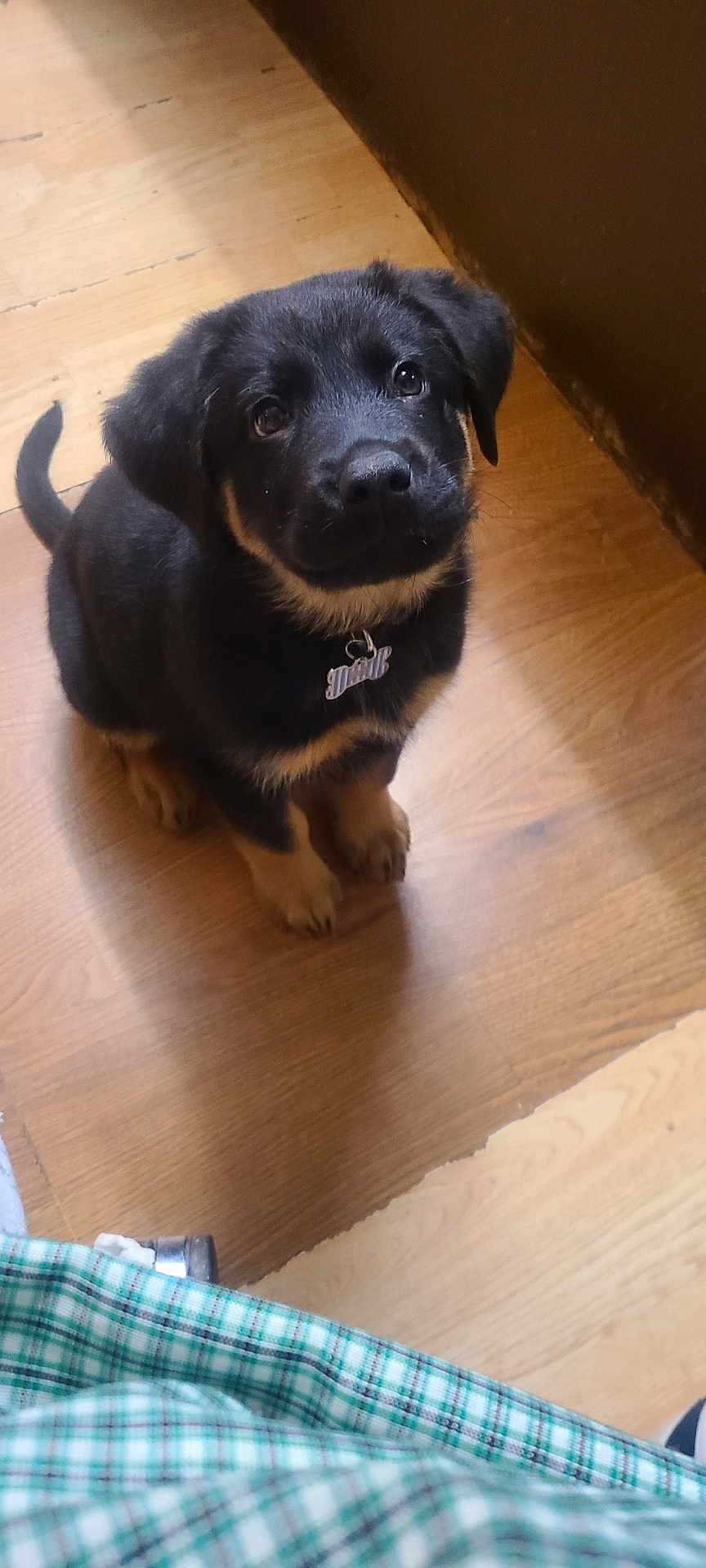 Oso