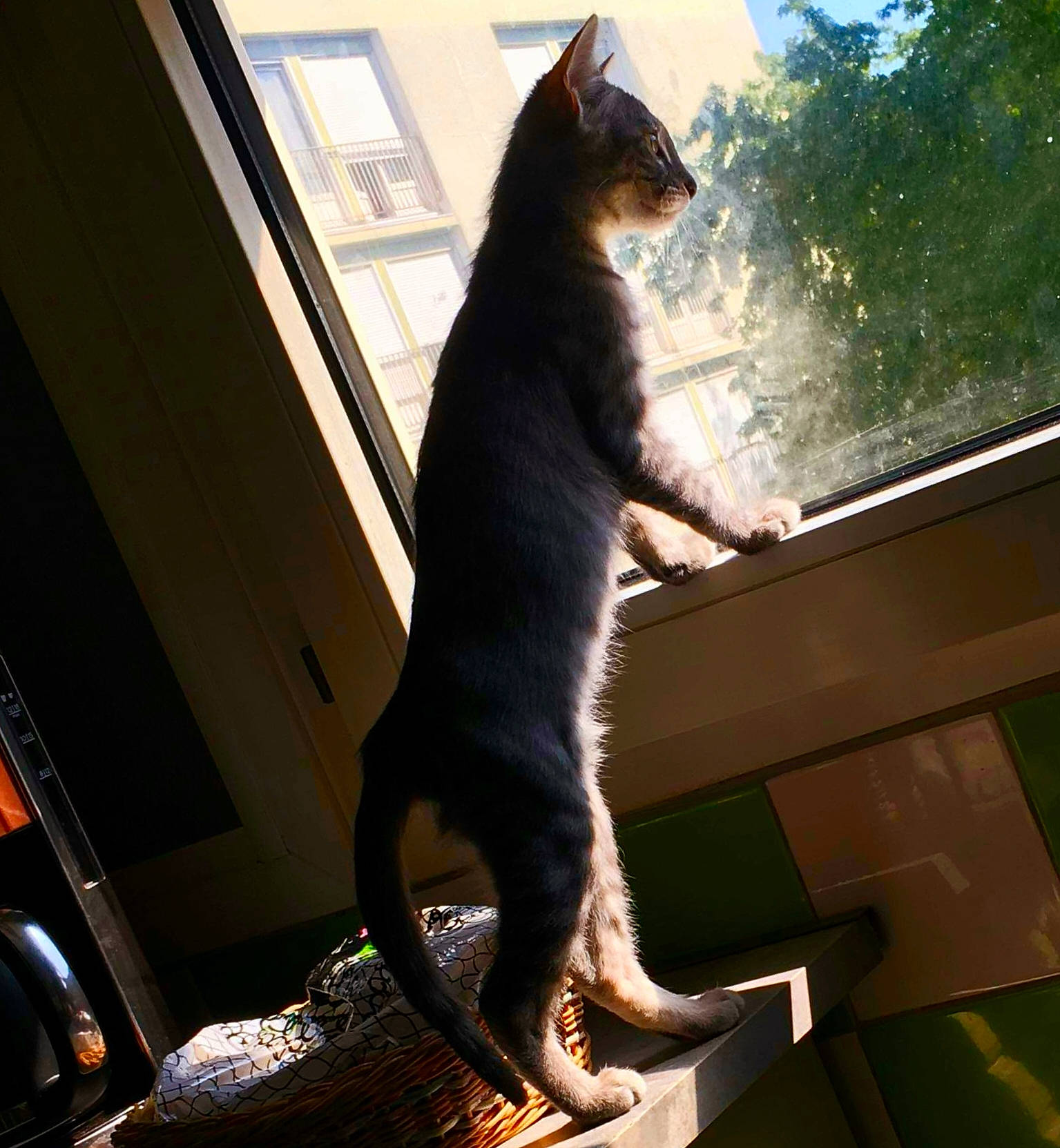 Félix participe au concours pour gagner de l'argent avec cette photo : asian, carnivore, cat, domestic_short_haired_cat, felidae, small_to_medium_sized_cats, tail, tree, whiskers, window