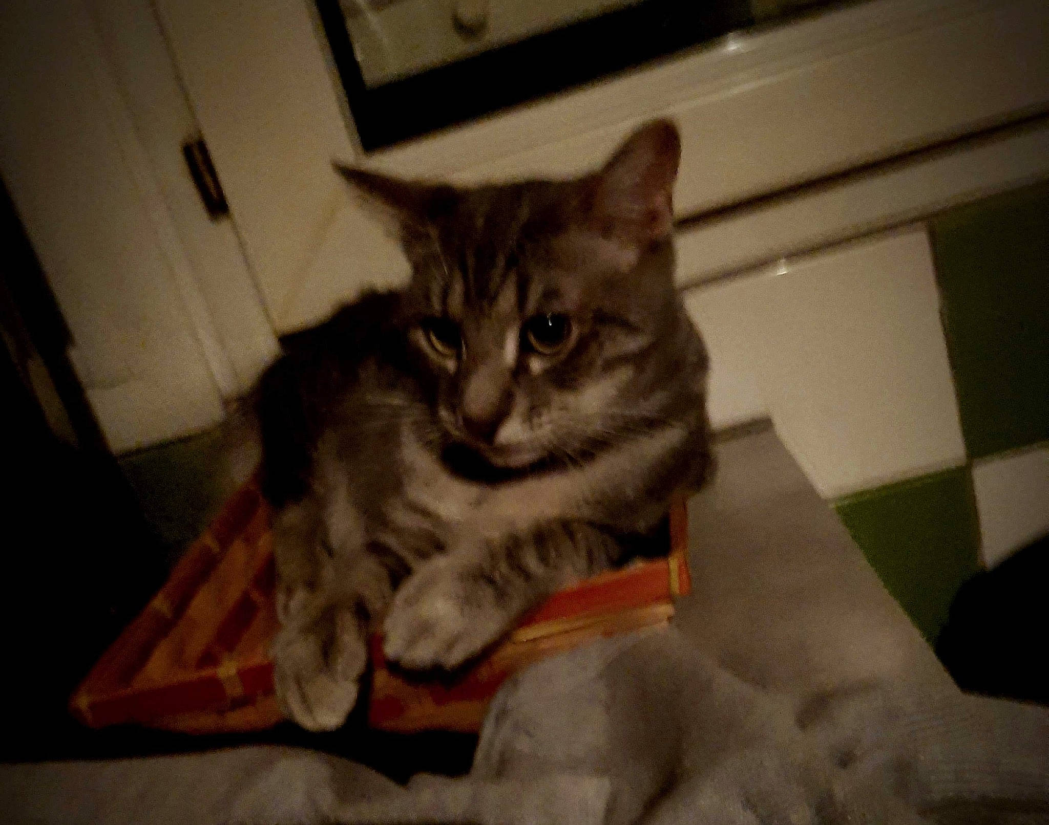 Félix participe au concours pour gagner de l'argent avec cette photo : aegean_cat, american_shorthair, asian, carnivore, cat, chausie, domestic_short_haired_cat, dragon_li, european_shorthair, eye, felidae, fur, kitten, mammal, pixie_bob, small_to_medium_sized_cats, snapshot, tabby_cat, vertebrate, whiskers