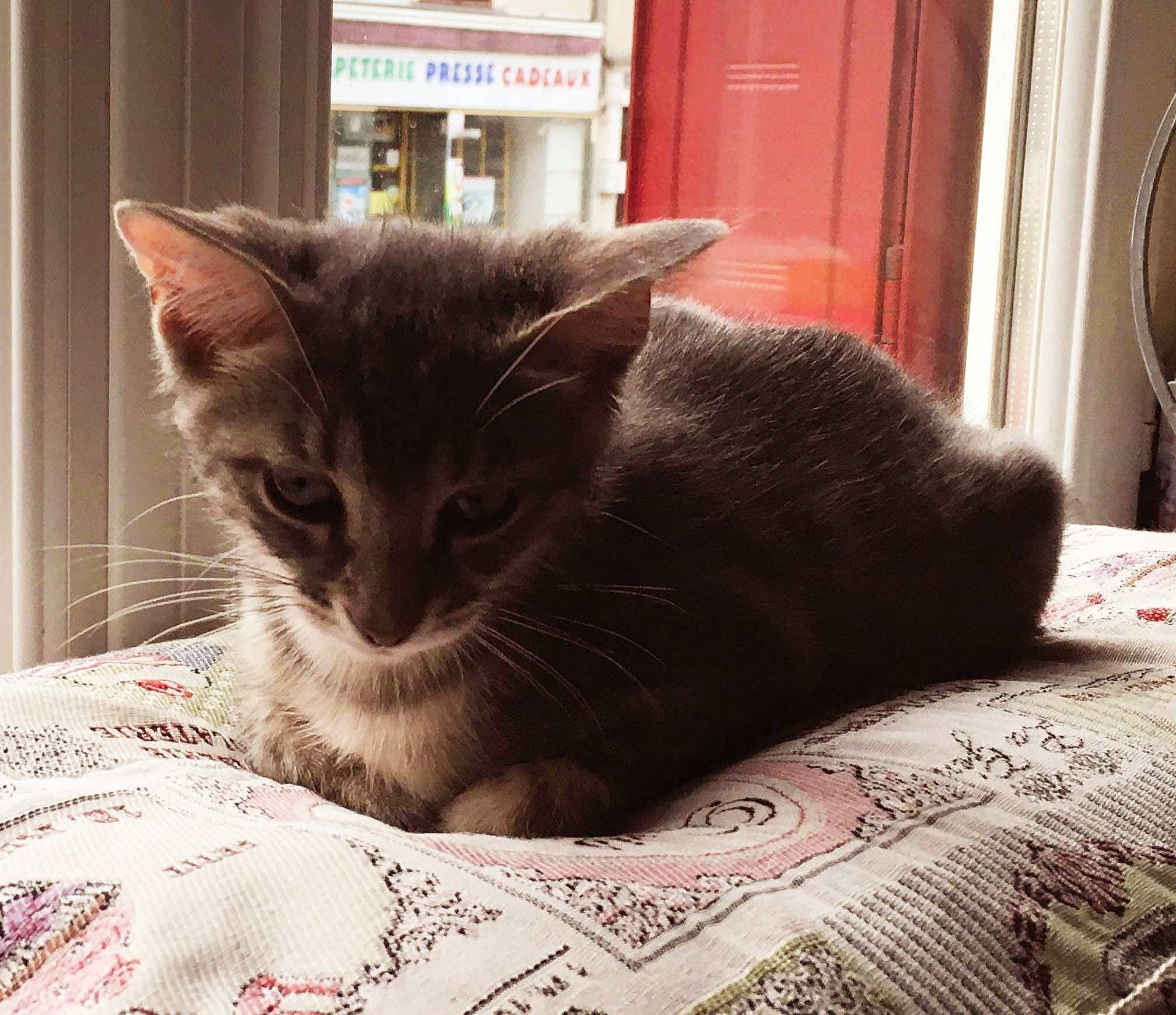 Félix participe au concours pour gagner de l'argent avec cette photo : asian, bed, carnivore, cat, comfort, domestic_short_haired_cat, ear, european_shorthair, felidae, fur, furniture, kitten, mammal, small_to_medium_sized_cats, tabby_cat, whiskers, window