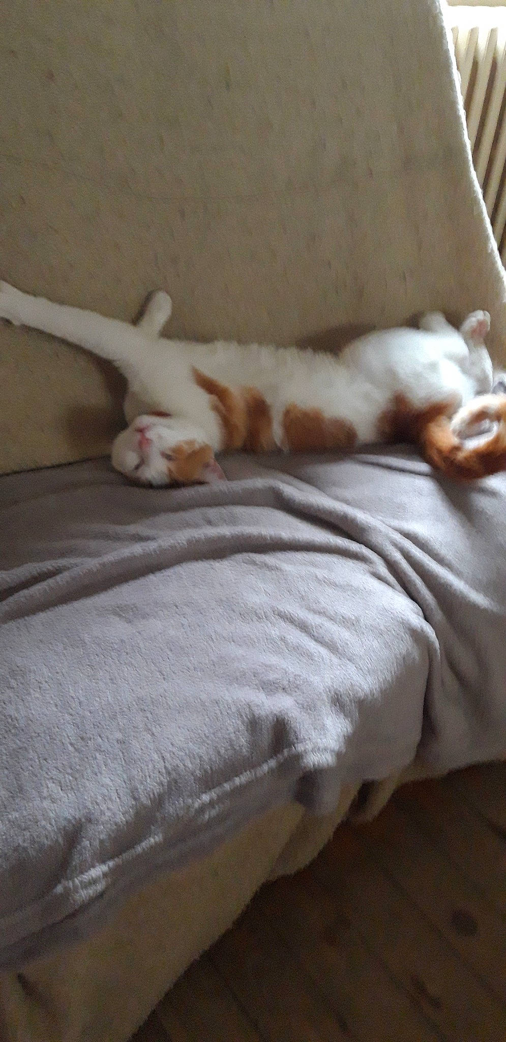 Safran a rejoint le concours — aidez-le/la à gagner de superbes lots ! canidae, carnivore, cat, cavalier_king_charles_spaniel, companion_dog, dog, dog_breed, fawn, felidae, kooikerhondje, mammal, paw, puppy, spaniel, sporting_group, tail