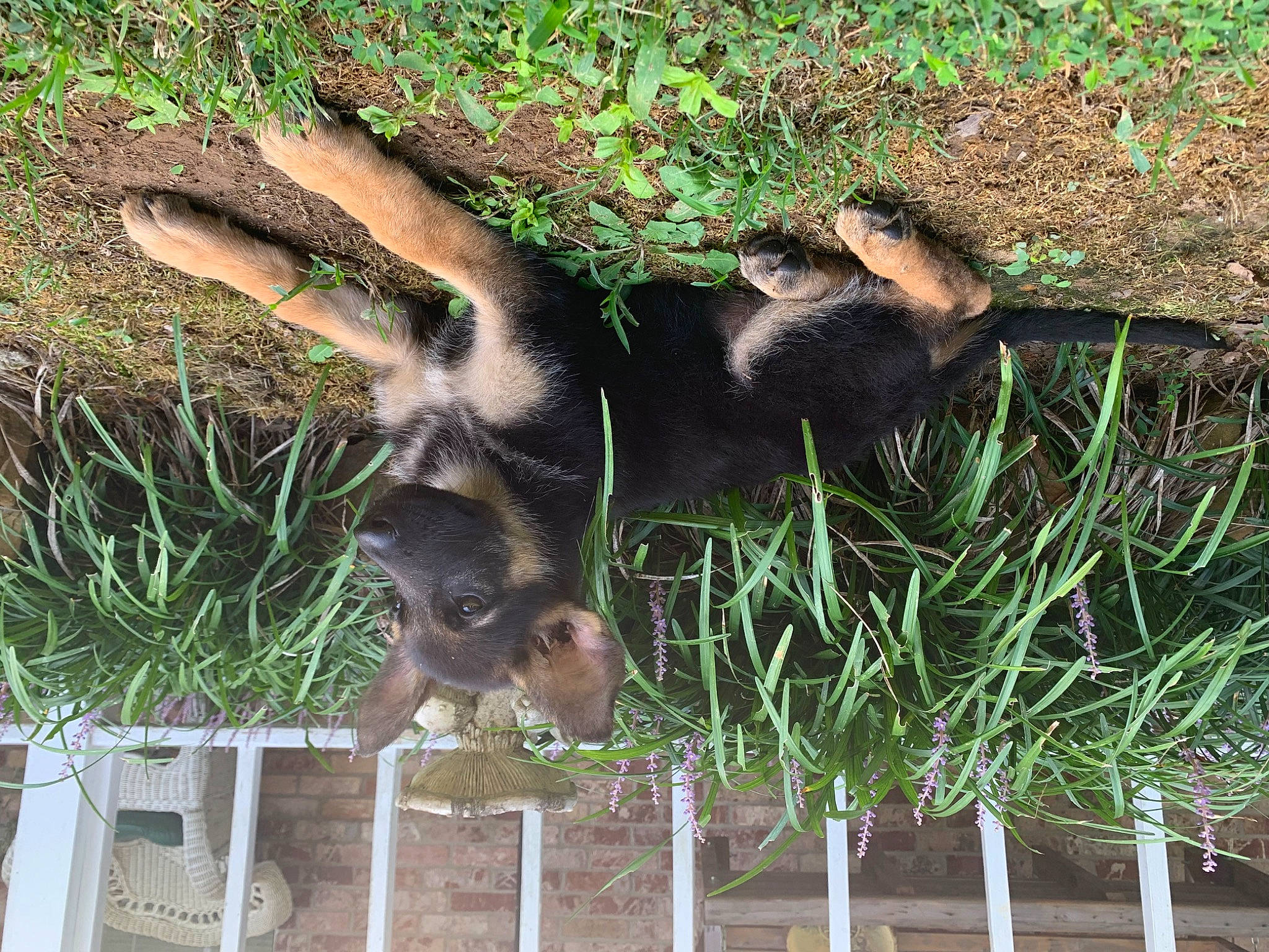 Daphne joined the competition — help win amazing prizes! fence, fur, grass, groundcover, mammal, natural_material, plant, snout, tail, terrestrial_animal, vertebrate, wildlife, working_animal, zoo