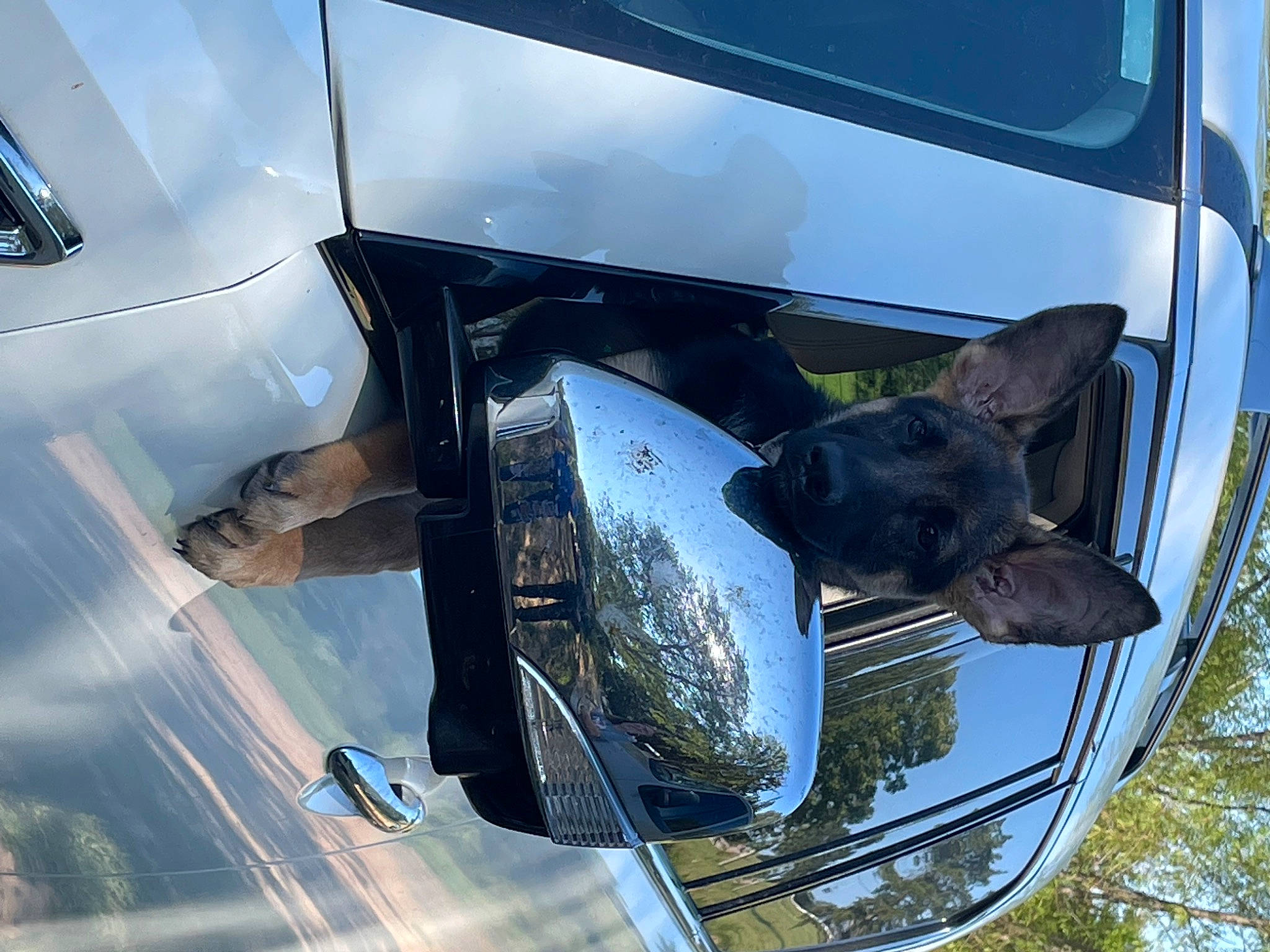 Daphne joined the competition — help win amazing prizes! automotive_design, automotive_exterior, automotive_lighting, automotive_mirror, automotive_parking_light, automotive_tire, bumper, car, carnivore, dog, fender, headlamp, hood, land_vehicle, mode_of_transport, motor_vehicle, rear_view_mirror, vehicle, vehicle_door, window