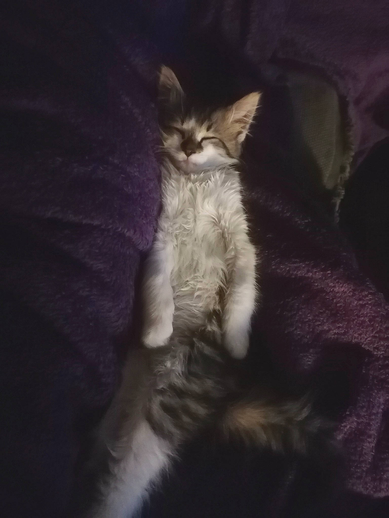 Mowgli participe au concours pour gagner de l'argent avec cette photo : carnivore, cat, darkness, ear, european_shorthair, eye, felidae, fur, kitten, night, norwegian_forest_cat, polydactyl_cat, sky, small_to_medium_sized_cats, tabby_cat, tail, whiskers