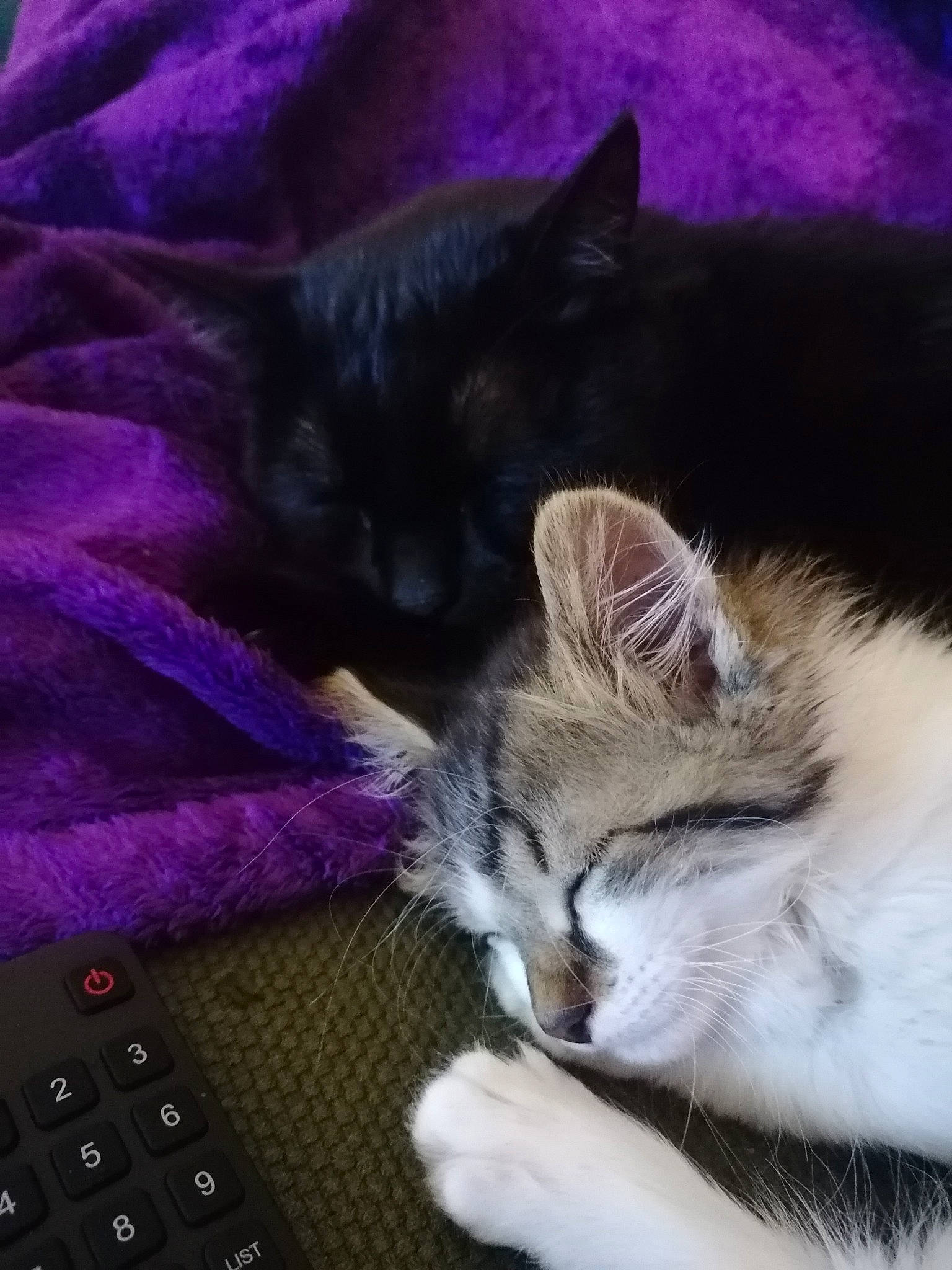 Mowgli participe au concours pour gagner de l'argent avec cette photo : asian, carnivore, cat, domestic_short_haired_cat, european_shorthair, felidae, fur, kitten, nap, norwegian_forest_cat, ojos_azules, paw, polydactyl_cat, purple, sleep, small_to_medium_sized_cats, tail, whiskers