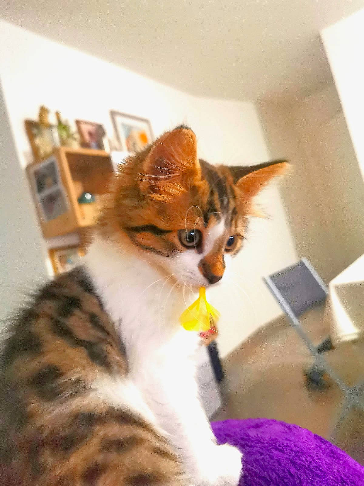 Mowgli a rejoint le concours — aidez-le/la à gagner de superbes lots ! carnivore, cat, domestic_short_haired_cat, ear, european_shorthair, fawn, felidae, fur, kitten, mammal, small_to_medium_sized_cats, tabby_cat, whiskers