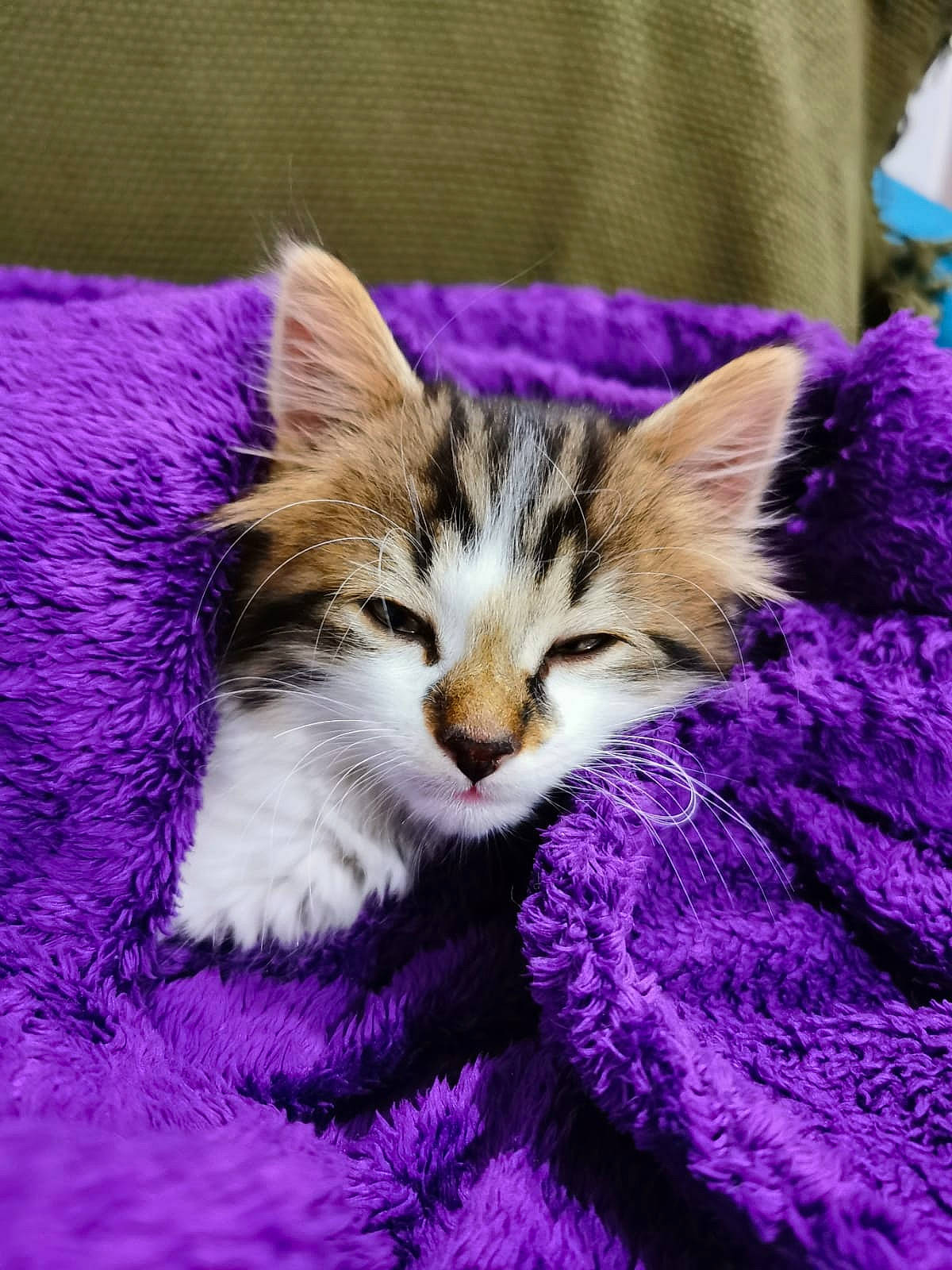 Mowgli a rejoint le concours — aidez-le/la à gagner de superbes lots ! aegean_cat, american_wirehair, carnivore, cat, domestic_short_haired_cat, european_shorthair, felidae, fur, kitten, maine_coon, nap, norwegian_forest_cat, pixie_bob, purple, sleep, small_to_medium_sized_cats, tabby_cat, whiskers