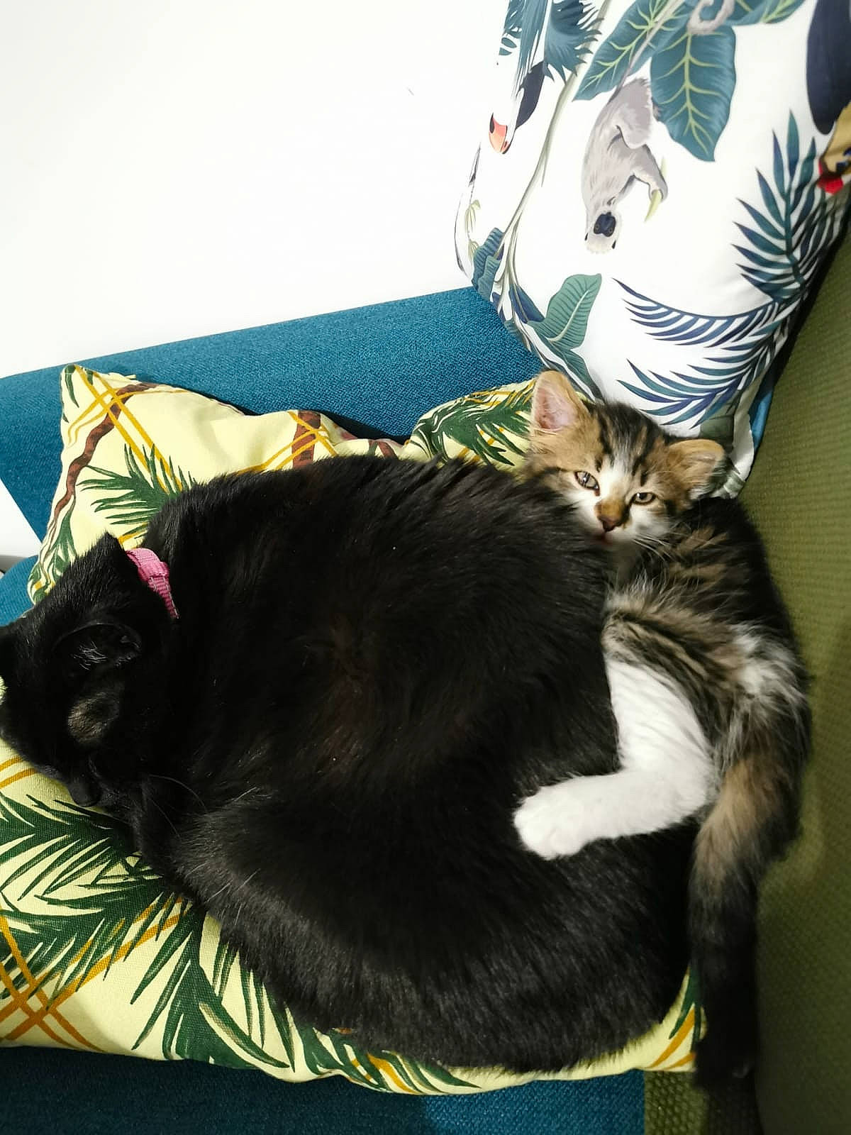 Mowgli a rejoint le concours — aidez-le/la à gagner de superbes lots ! black_hair, carnivore, cat, comfort, ear, felidae, fur, kitten, long_hair, nap, neck, sleep, small_to_medium_sized_cats, t_shirt, textile, whiskers