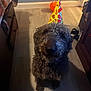 dog, curly_hair, party_hat, indoor, wooden_floor, orange_ball, furniture, cabinet, shoes, shadow, celebration, pet, animal, brown_dog, flooring, home, room, curly_fur, waiting, cute