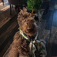 Mr. Willy Wonka joined the competition — help win amazing prizes! dog, curly_fur, indoor, hat, green, scarf, st_patricks_day, festive, celebration, pet, animal, floor, wooden_floor, looking_up, costume, accessory, cute, portrait, canine, brown_fur