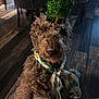 dog, curly_fur, indoor, hat, green, scarf, st_patricks_day, festive, celebration, pet, animal, floor, wooden_floor, looking_up, costume, accessory, cute, portrait, canine, brown_fur