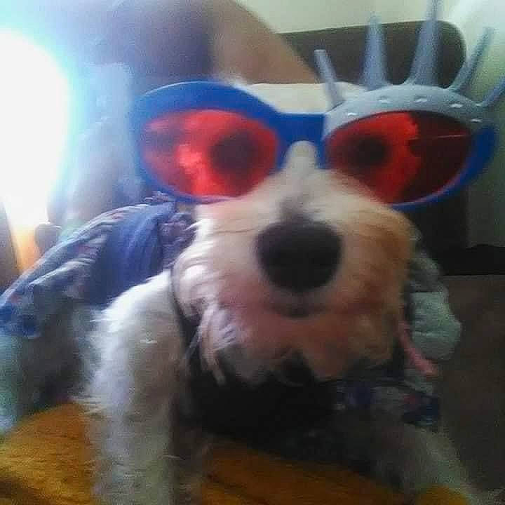 Bella is registered to the contest to win money with this photo: canidae, carnivore, companion_dog, dog, dog_breed, dog_supply, eyewear, fashion_accessory, fur, glasses, goggles, happy, paw, personal_protective_equipment, snout, sunglasses, toy_dog, vision_care, whiskers, working_animal