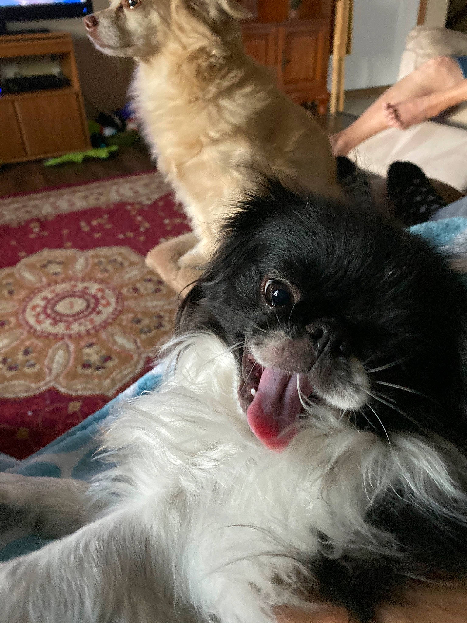 Ramen is registered to the contest to win money with this photo: canidae, carnivore, cat, chinese_imperial_dog, companion_dog, dog, dog_breed, fur, liver, mammal, pekingese, puppy, shih_tzu, sporting_group, tibetan_spaniel, toy_dog, vertebrate, whiskers