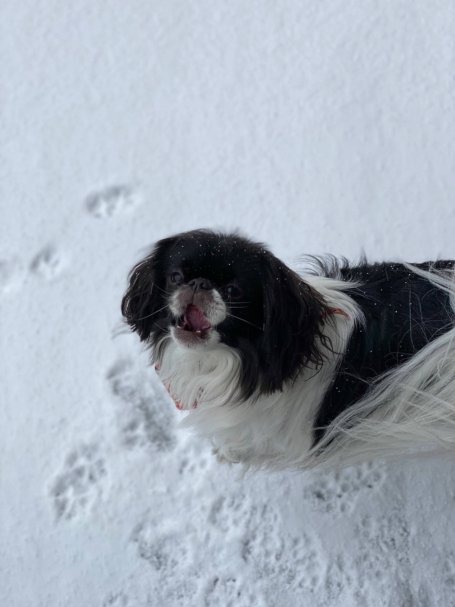 Ramen is registered to the contest to win money with this photo: canidae, carnivore, chinese_imperial_dog, dog, dog_breed, havanese, japanese_chin, kyi_leo, landseer, mammal, phalene, rare_breed_dog, snout, snow, sporting_group, vertebrate, wetterhoun