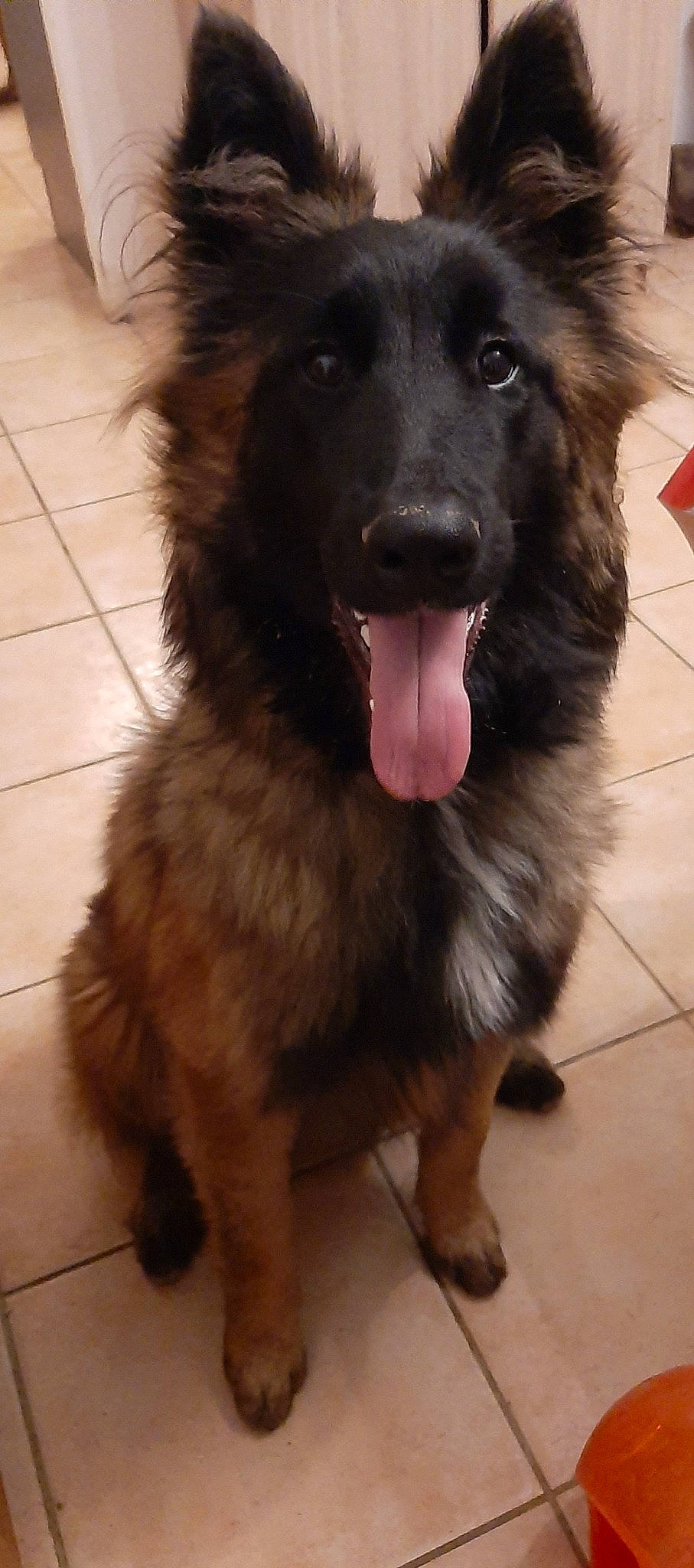 Uria a rejoint le concours — aidez-le/la à gagner de superbes lots ! ancient_dog_breeds, canidae, carnivore, companion_dog, dog, dog_breed, fawn, flooring, foot, fur, liver, snout, sporting_group, whiskers, working_animal, working_dog