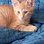 animal, blanket, blue, cat, cozy, cute, ears, eyes, feline, fur, indoor, kitten, mammal, orange_tabby, pattern, pet, resting, small, whiskers, young