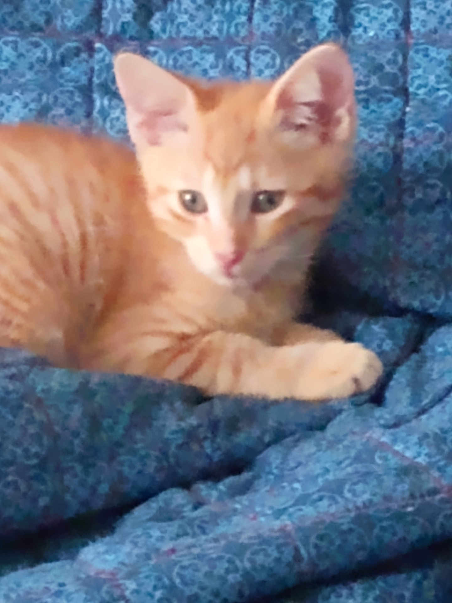 Lil Red