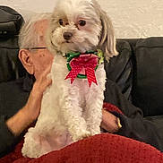 Chanel joined the competition — help win amazing prizes! dog, pet, white_dog, bow, collar, red_bow, blanket, elderly_person, glasses, black_couch, indoor, cozy, hand, fur, small_dog, sitting, companion, home, cute, festive