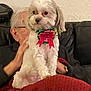 dog, pet, white_dog, bow, collar, red_bow, blanket, elderly_person, glasses, black_couch, indoor, cozy, hand, fur, small_dog, sitting, companion, home, cute, festive