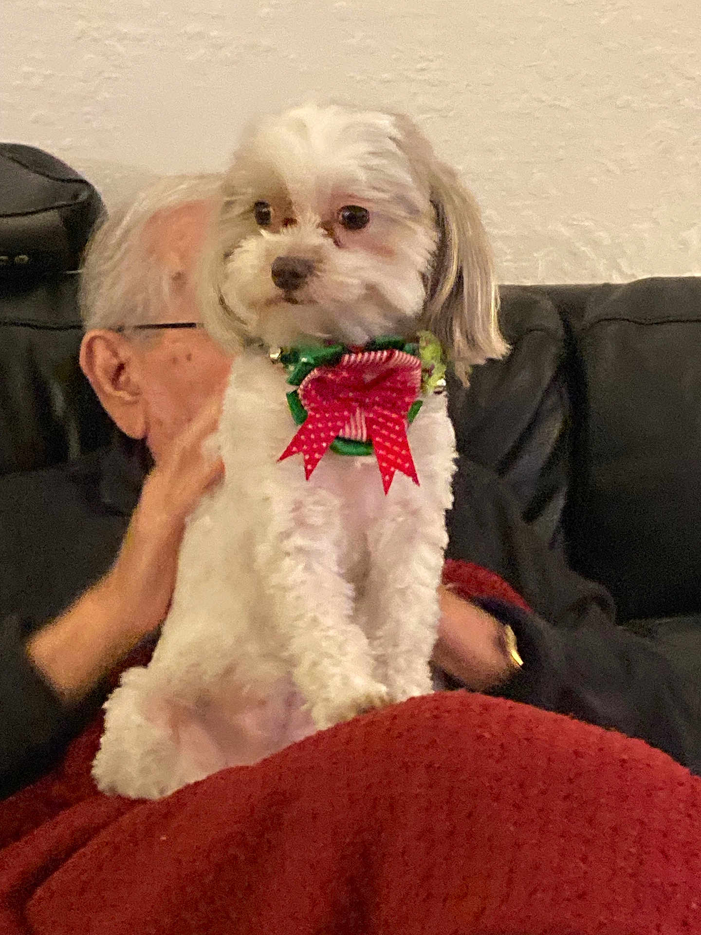 Chanel joined the competition — help win amazing prizes! dog, pet, white_dog, bow, collar, red_bow, blanket, elderly_person, glasses, black_couch, indoor, cozy, hand, fur, small_dog, sitting, companion, home, cute, festive