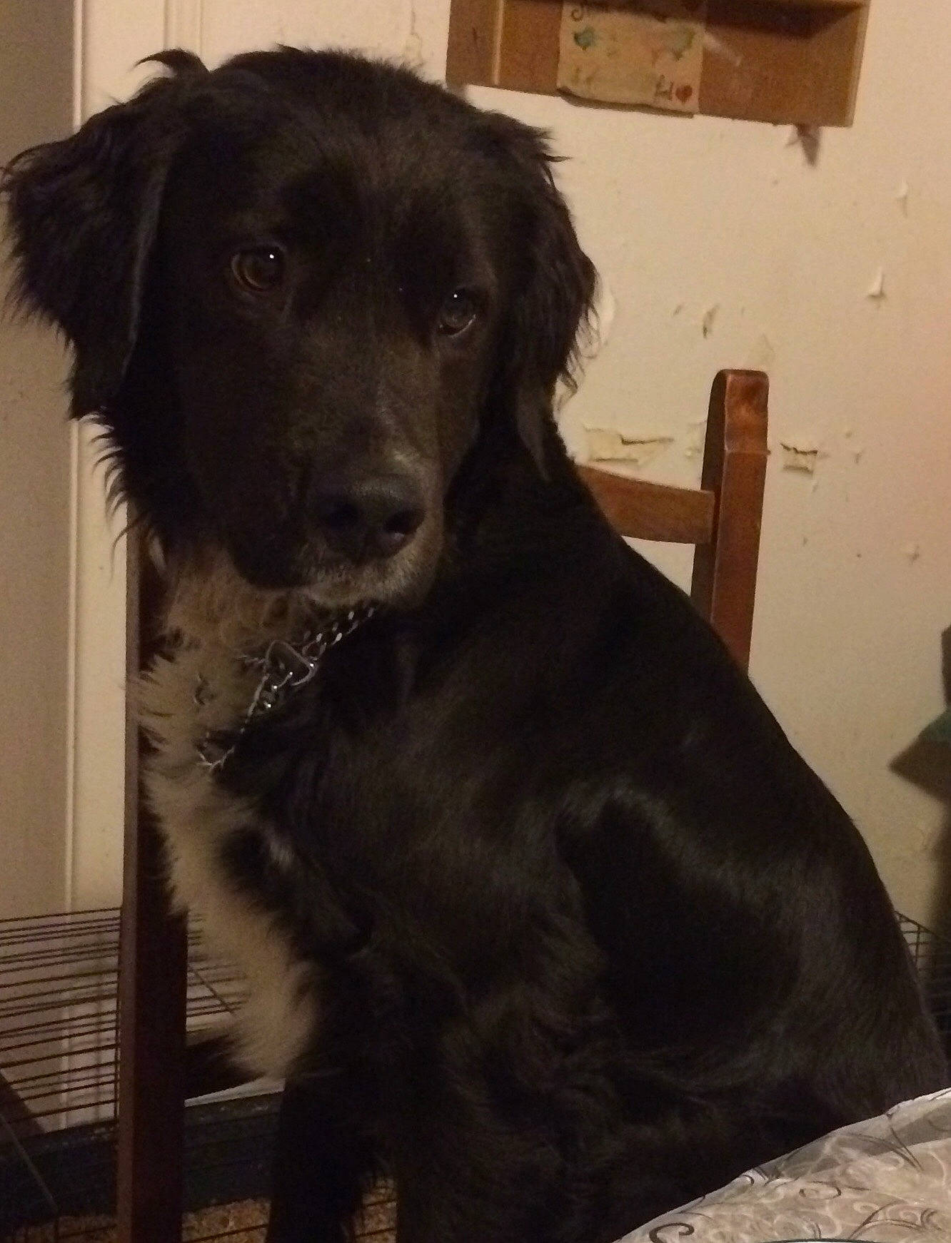 Sky participe au concours pour gagner de l'argent avec cette photo : beagador, borador, canidae, carnivore, companion_dog, dog, dog_breed, flat_coated_retriever, labrador_retriever, mammal, retriever, snout, spaniel, sporting_group