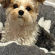 Taylor is registered to the contest to win money with this photo: bed, blanket, brown_and_white, close_up, cozy, cute, dog, domestic_animal, ears, eyes, fluffy, fur, indoor, looking_at_camera, nose, pet, portrait, puppy, small_dog, soft_texture