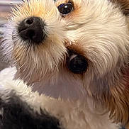 Taylor is registered to the contest to win money with this photo: dog, close_up, fluffy, fur, cute, pet, animal, face, nose, eyes, whiskers, portrait, domestic_animal, mammal, friendly, companion, curious, soft, small_dog, indoor