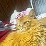 bed, blanket, cat, closeup, cozy, cute, domestic_animal, fan, feline, fluffy, funny, fur, glasses, indoor, orange_cat, pet, relaxed, resting, whiskers, wood_paneling