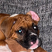 Gator is registered to the contest to win money with this photo: animal, background, brown, close_up, cozy, cute, dog, ears, face, indoor, nose, paw, pet, plush_toy, puppy, resting, sleepy, stuffed_animal, texture, white