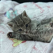 Eve is registered to the contest to win money with this photo: kitten, cat, gray_tabby, baby_animal, pet, cute, feline, paw, blanket, soft, indoor, closeup, fur, young, sleeping, resting, animal, cozy, domestic_animal, small