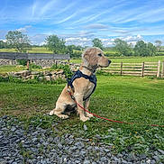 Harley is registered to the contest to win money with this photo: dog, puppy, golden_retriever, leash, grass, rocks, fence, trees, sky, clouds, outdoor, nature, field, pet, animal, sitting, daylight, calm, canine, young_dog