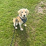 Harley joined the competition — help win amazing prizes! dog, puppy, golden_retriever, leash, harness, grass, outdoor, pet, animal, sitting, young, cute, canine, nature, sunlight, field, playful, adorable, waiting, companion