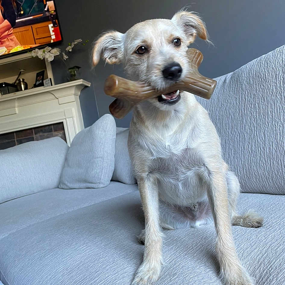 Gizmo