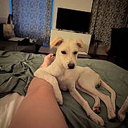 Izy a rejoint le concours — aidez-le/la à gagner de superbes lots ! dog, bed, leg, indoor, curtains, television, blanket, living_room, paw, resting, furniture, relaxation, night, cozy, person, canine, animal, home, comfort, soft_lighting