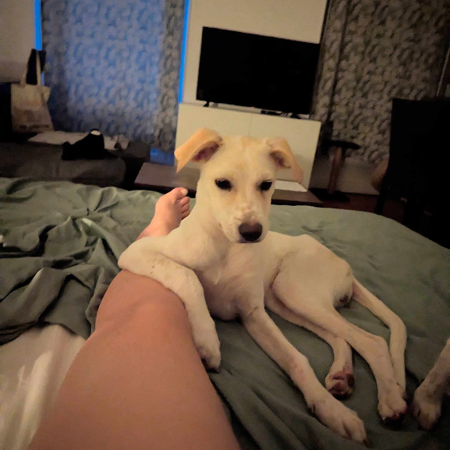 Izy a rejoint le concours — aidez-le/la à gagner de superbes lots ! animal, bed, blanket, canine, comfort, cozy, curtains, dog, furniture, home, indoor, leg, living_room, night, paw, person, relaxation, resting, soft_lighting, television