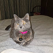 Maisy Mae joined the competition — help win amazing prizes! cat, gray_cat, pet, collar, tag, bed, blanket, indoor, feline, animal, whiskers, ears, fur, resting, domestic_cat, cute, portrait, cozy, sleepy, household