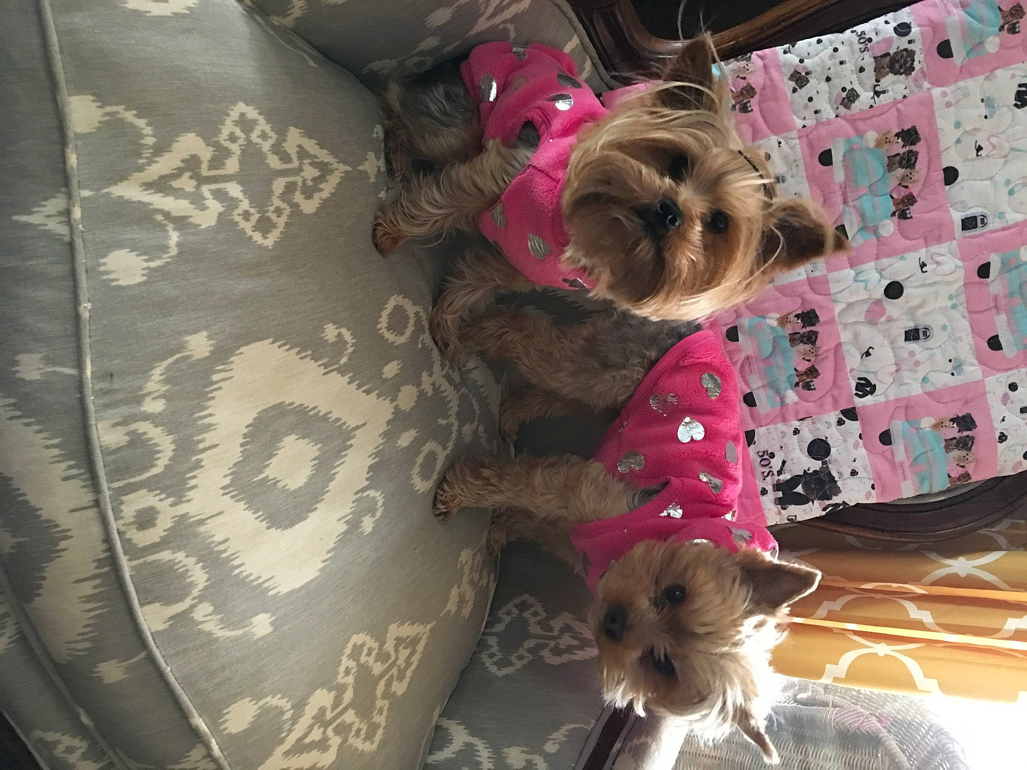 Izzy joined the competition — help win amazing prizes! canidae, carnivore, comfort, companion_dog, dog, dog_breed, dog_supply, fawn, flooring, fur, linens, pattern, pet_supply, pink, room, sporting_group, textile, toy, toy_dog, tree