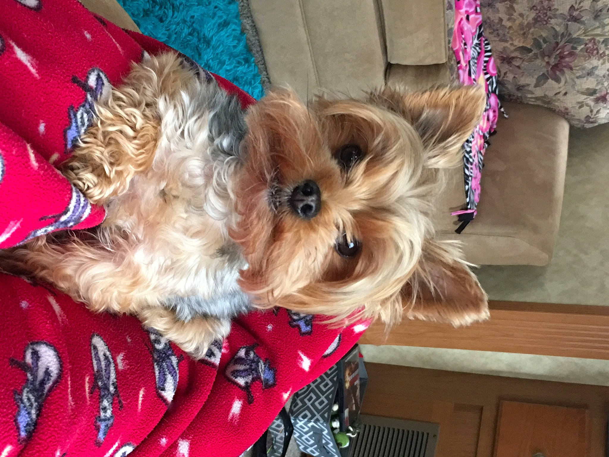 Izzy is registered to the contest to win money with this photo: carnivore, collar, companion_dog, dog, dog_breed, dog_clothes, dog_collar, dog_supply, event, fashion_accessory, fawn, fur, liver, pet_supply, small_terrier, sporting_group, terrier, toy_dog, working_animal, yorkipoo