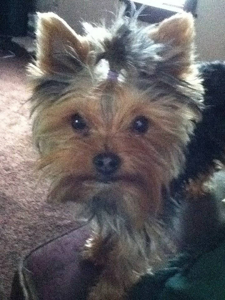 Izzy joined the competition — help win amazing prizes! biewer_terrier, canidae, carnivore, companion_dog, dog, dog_breed, ear, fawn, fur, liver, small_terrier, snout, terrestrial_animal, toy_dog, whiskers, yorkipoo