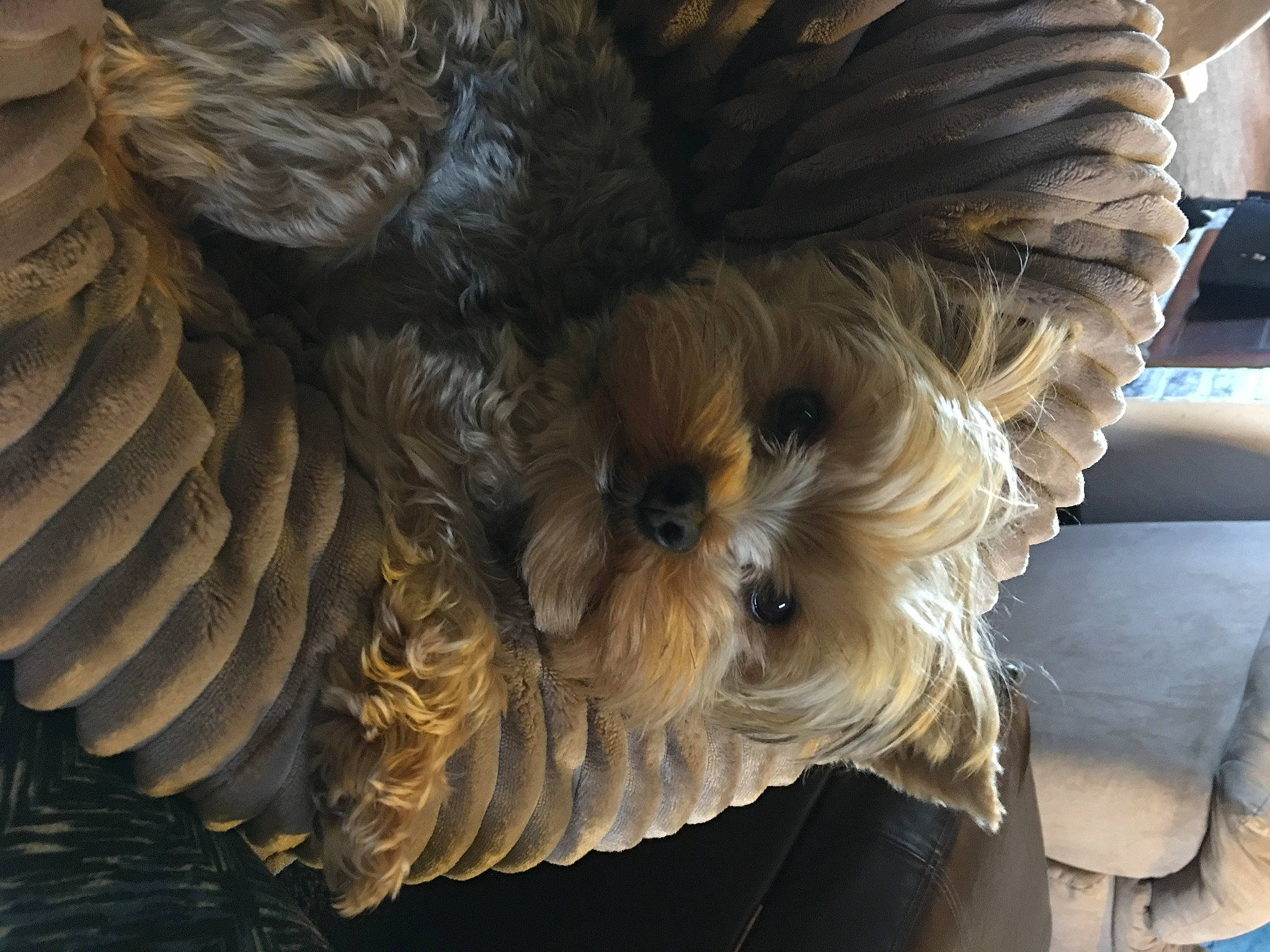 Izzy joined the competition — help win amazing prizes! art, bird_of_prey, carnivore, comfort, companion_dog, dog, dog_breed, feather, felidae, fur, small_terrier, snout, sporting_group, terrestrial_animal, terrier, toy_dog, whiskers, wing, wood, wrinkle