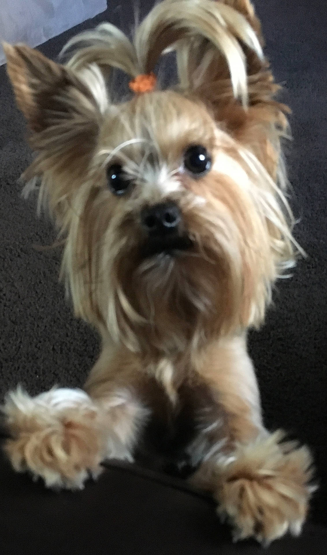 Aspen is registered to the contest to win money with this photo: affenpinscher, animal, canine, dog, pet, poodle, puppy, terrier, whitedog