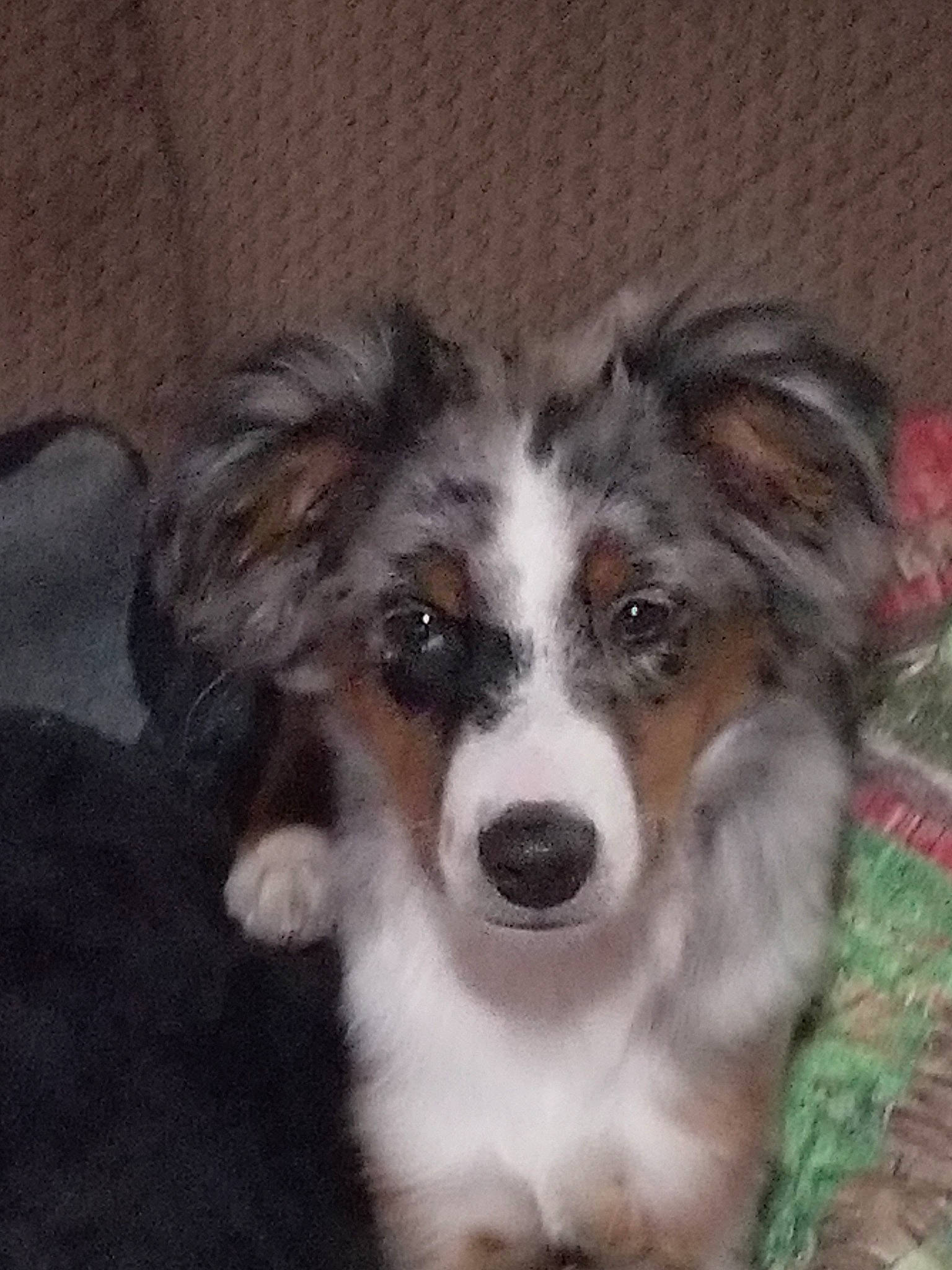 Cash joined the competition — help win amazing prizes! australian_collie, australian_shepherd, canidae, carnivore, companion_dog, dog, dog_breed, fur, herding_dog, snout, sporting_group, terrestrial_animal, toy_dog, whiskers, working_animal, working_dog