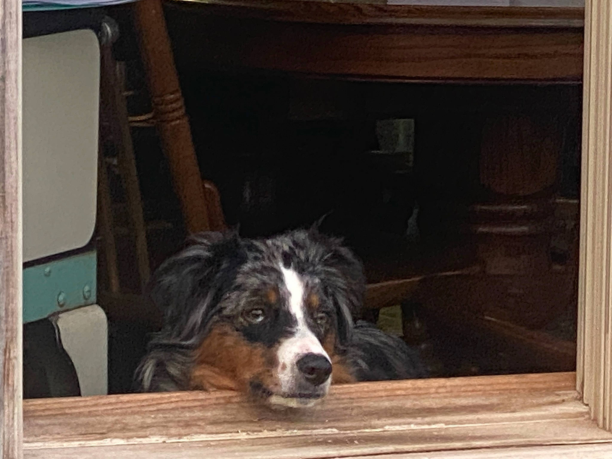 Cash joined the competition — help win amazing prizes! bored, canidae, carnivore, companion_dog, dog, dog_breed, flooring, fur, gun_dog, hardwood, herding_dog, rectangle, room, snout, sporting_group, terrestrial_animal, window, wood, working_animal, working_dog