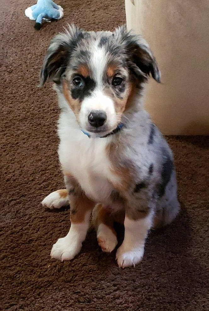 Cash joined the competition — help win amazing prizes! australian_collie, australian_shepherd, carnivore, companion_dog, dog, dog_breed, fur, herding_dog, snout, sporting_group, terrestrial_animal, whiskers, working_dog