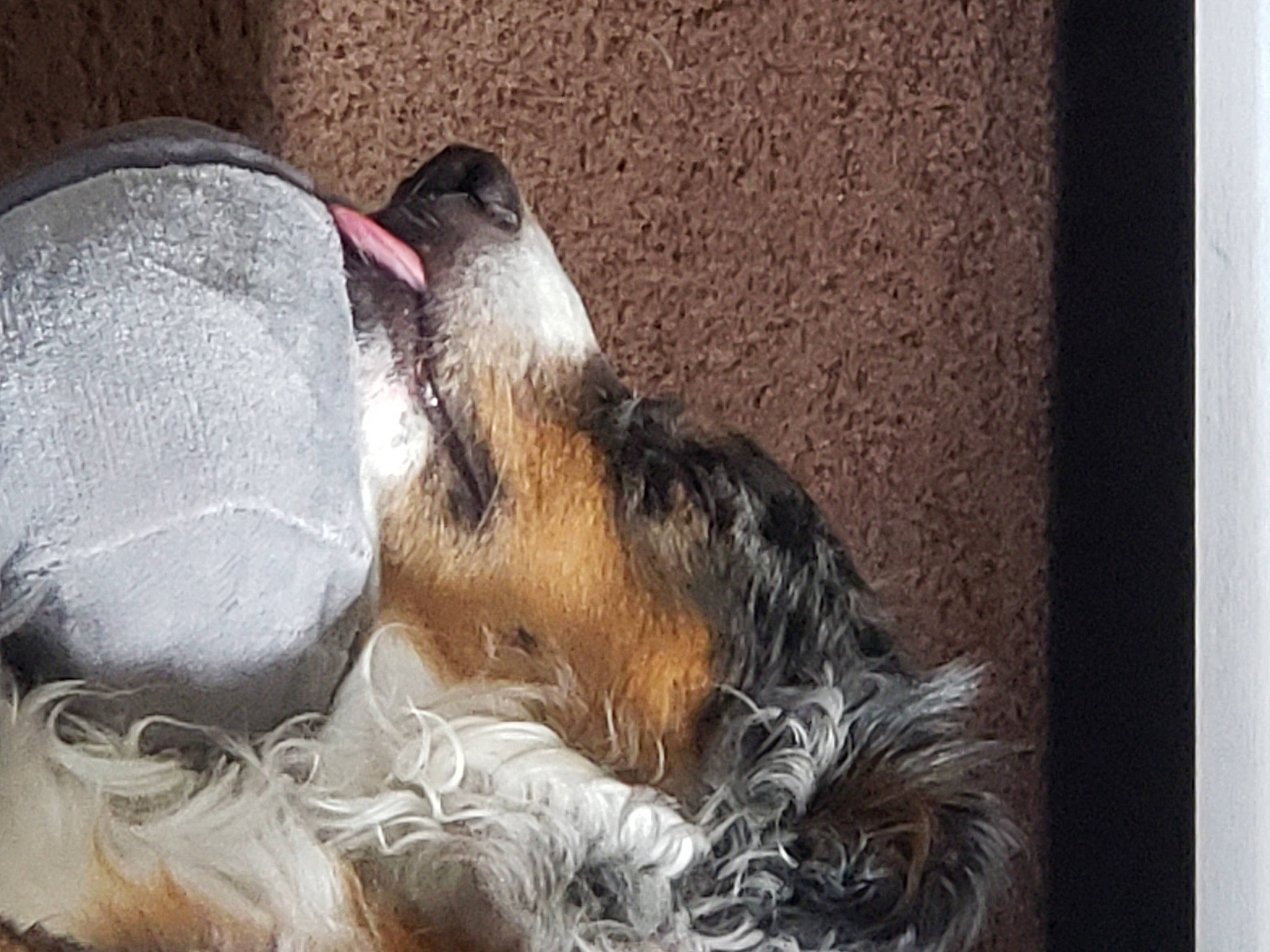 Cash joined the competition — help win amazing prizes! canidae, carnivore, companion_dog, dog, dog_breed, fawn, fur, lakeland_terrier, nap, paw, rectangle, schnauzer, snout, sporting_group, terrier, whiskers