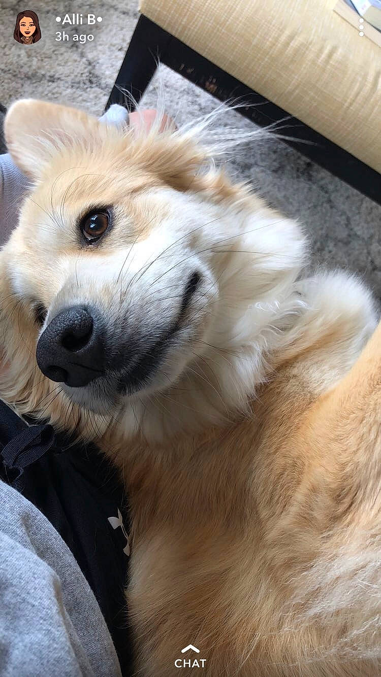 Frannie joined the competition — help win amazing prizes! canidae, carnivore, companion_dog, dog, dog_breed, fur, german_spitz, german_spitz_mittel, japanese_spitz, kintamani, mammal, non_sporting_group, nose, pomeranian, rare_breed_dog, snout, spitz, sporting_group, vertebrate, volpino_italiano