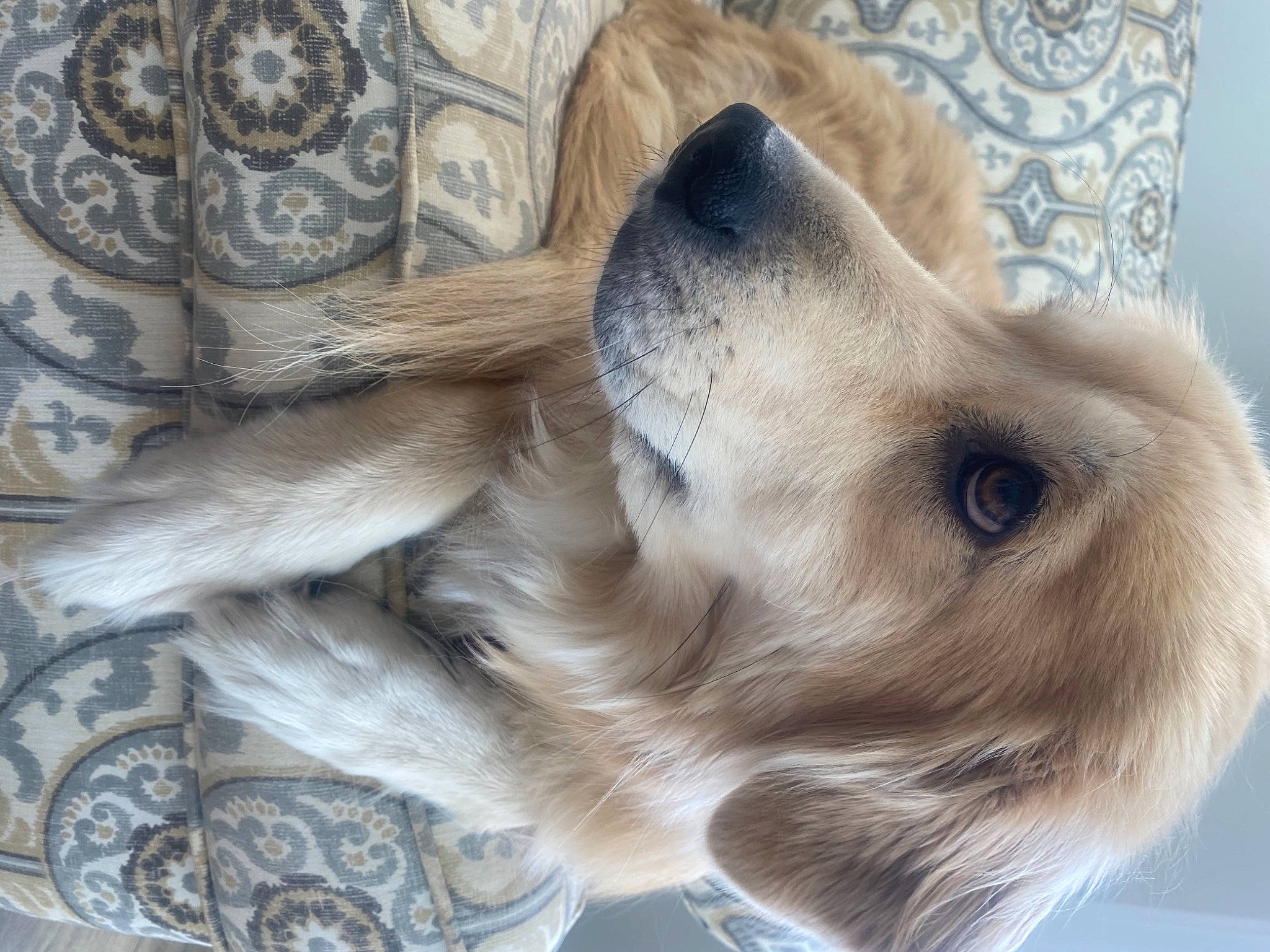 Frannie is registered to the contest to win money with this photo: canidae, carnivore, companion_dog, curtain, dog, dog_breed, dog_collar, ear, fawn, fur, liver, paw, snout, sporting_group, whiskers, wood, working_animal