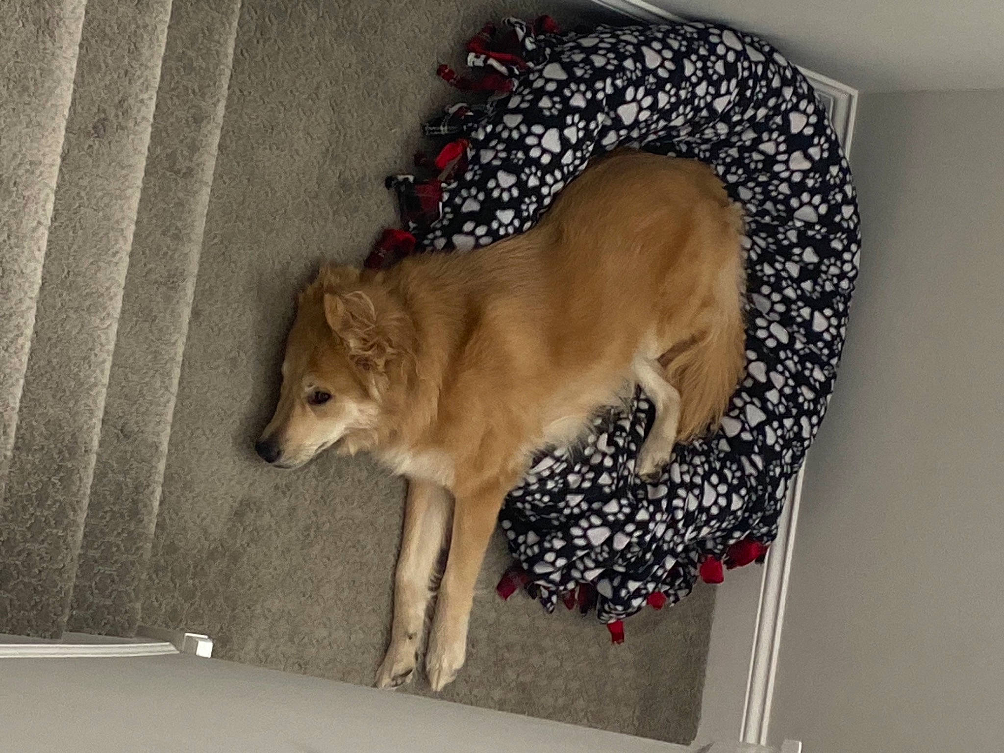 Frannie is registered to the contest to win money with this photo: canidae, carnivore, companion_dog, dog, dog_breed, dog_supply, fawn, flooring, non_sporting_group, paw, pet_supply, puppy, rectangle, room, sporting_group, tail, working_animal, working_dog